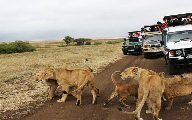 7 DAYS ADVENTURE SAFARIS