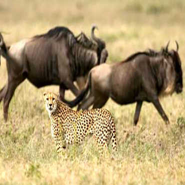 Ngorongoro Conservation Crater