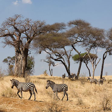 Tarangire National Park