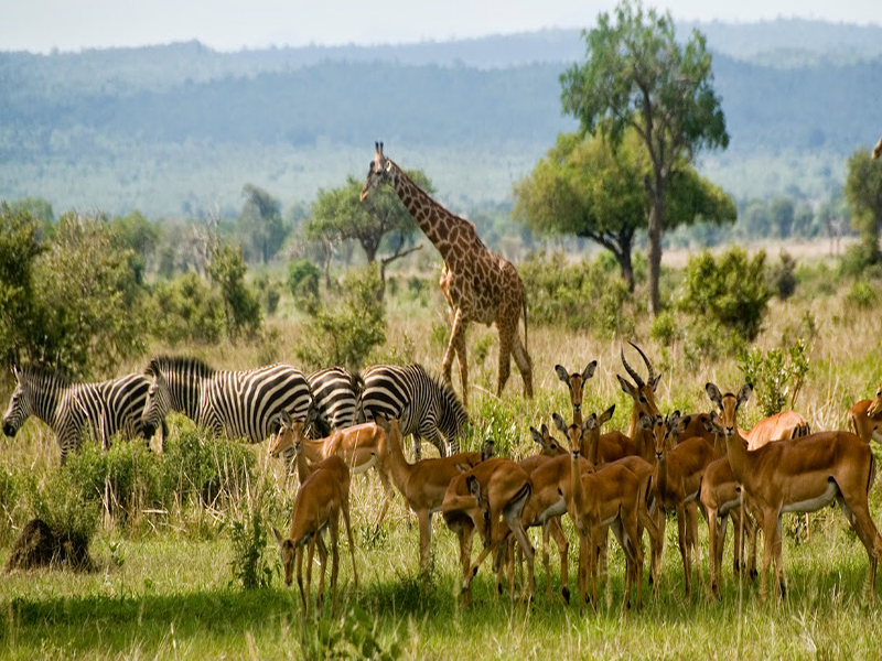 4 DAYS ADVENTURE SAFARIS