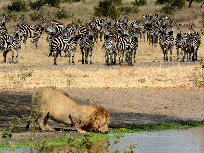 9 DAYS ADVENTURE SAFARIS