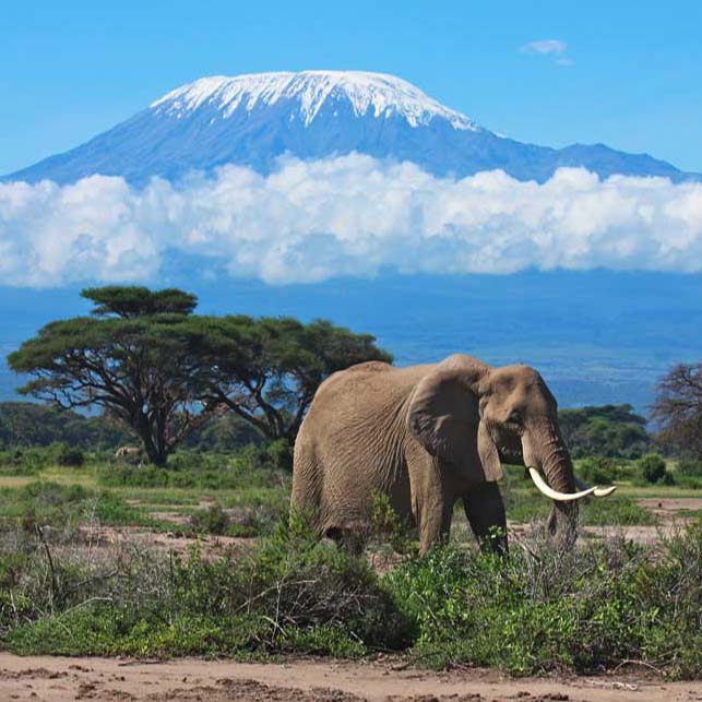 Kilimanjaro National Park