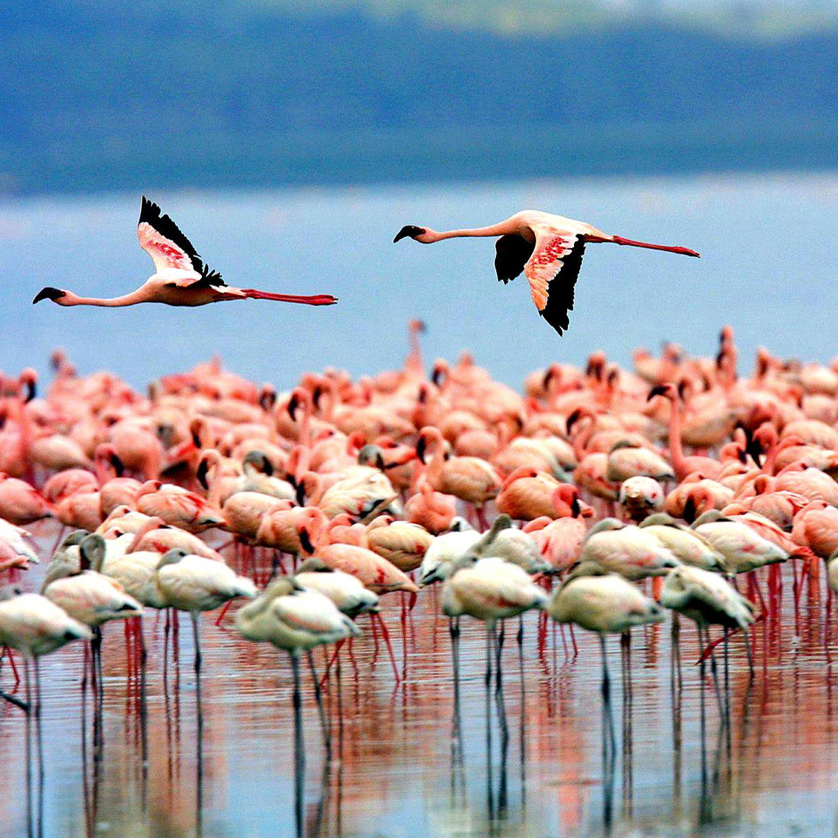 Lake Manyara National Park