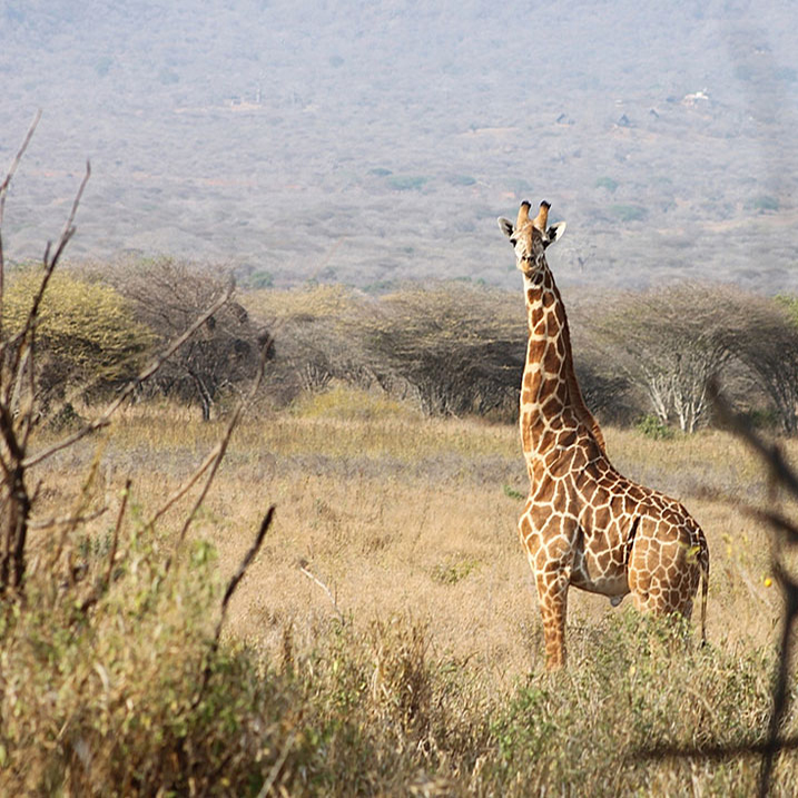 Mkomazi National Park