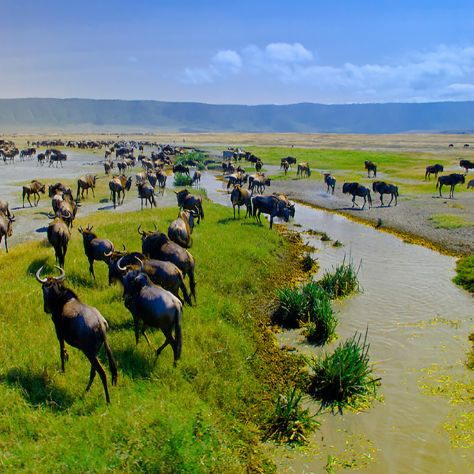 Ngorongoro Conservation Area