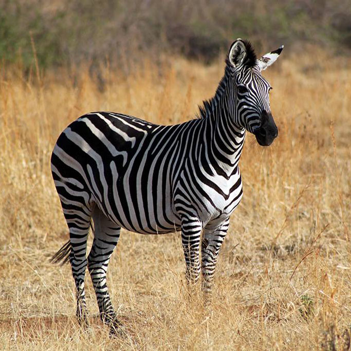 Ruaha National Park